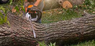 Best Hedge Trimming  in Keyes, CA